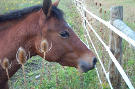 Rudy.jpg (44178 bytes)