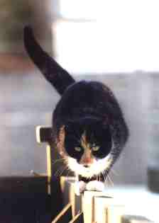 heidi.jpg (4050 bytes)