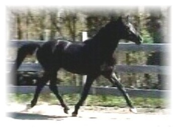 jaspartrotting1.jpg (20734 bytes)